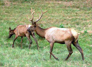 Bellwood Elk herd as DSCR