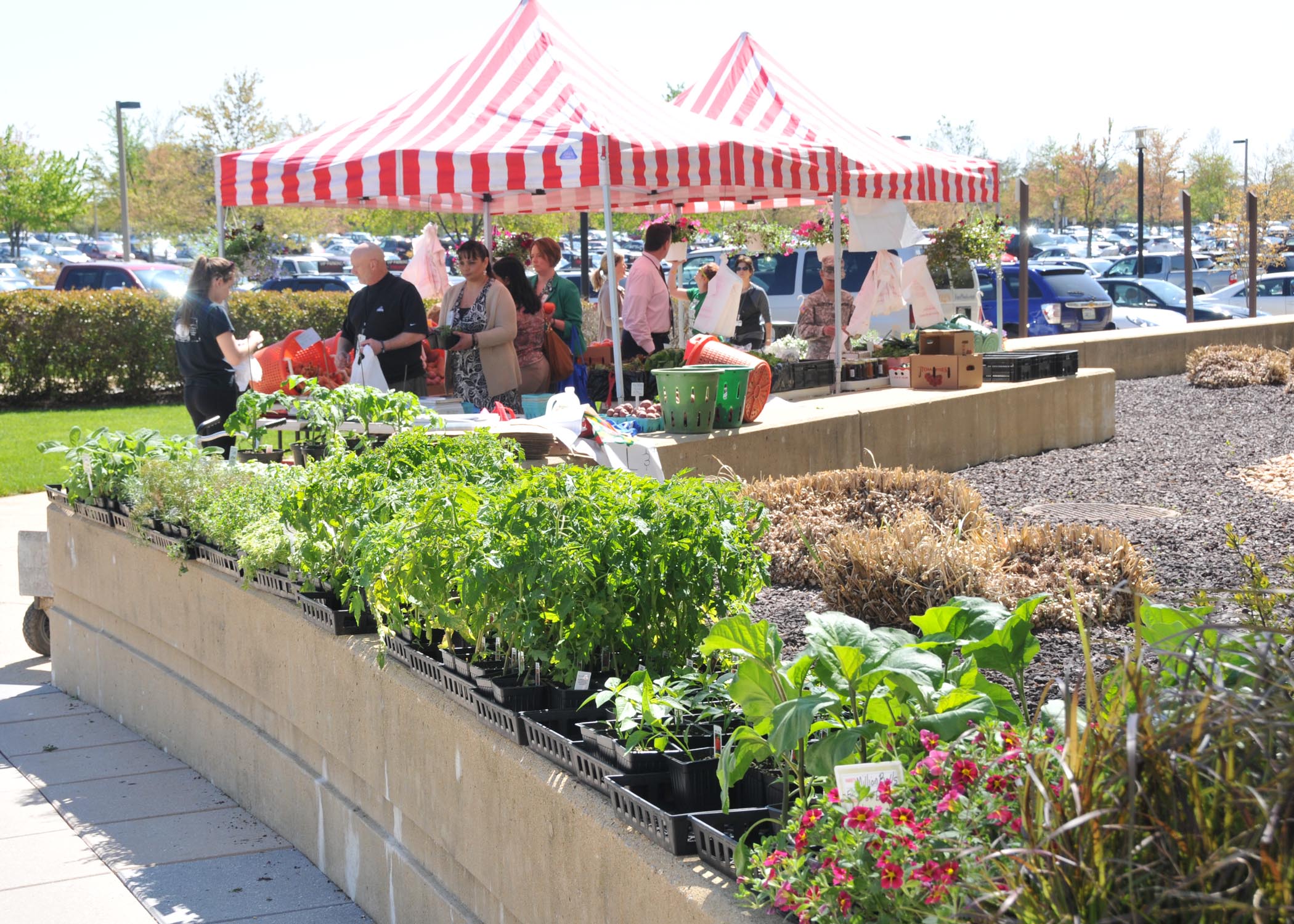 A concrete wall is topped with different types of plants and eople are shopping at the red and white farmer’s market tents in the background