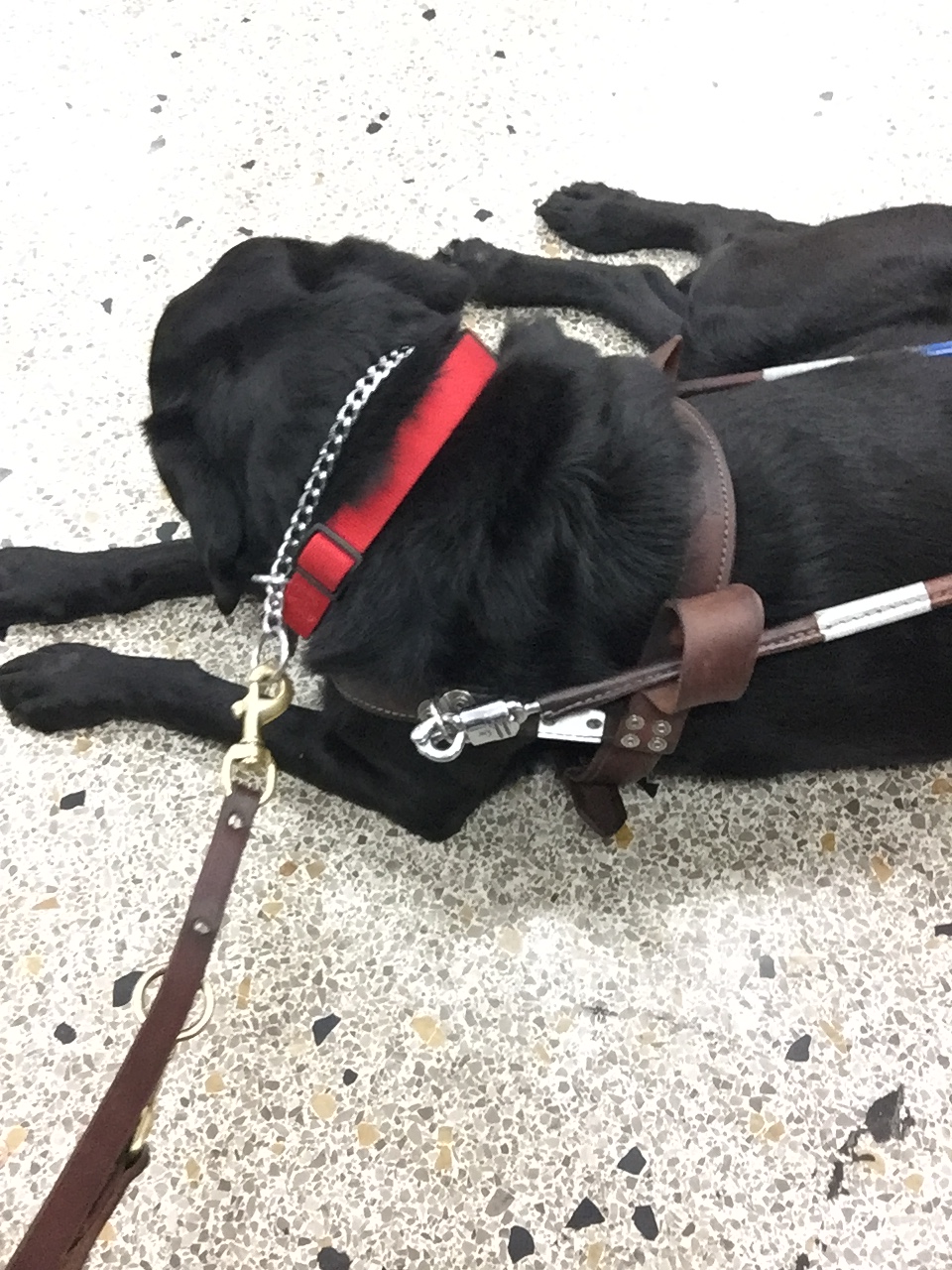 Rhythm, the service dog