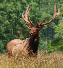 Bellwood Elk